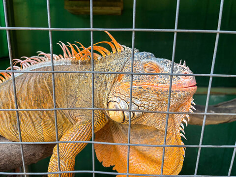 Orange-scaled iguana rests behind wire mesh. Fuzzy spines arch along its back. Soft eyes gaze calmly, unbothered by cage. Sunlight glows on textured skin and chin. Perfect for zoo, pet shop