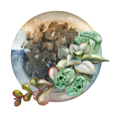 Potted rosette money plant branches, lithops living pebbles in round clay bowl with soil. Isolated illustration hand drawn in watercolor. Organic skincare packaging, florist identity, boutique labels.