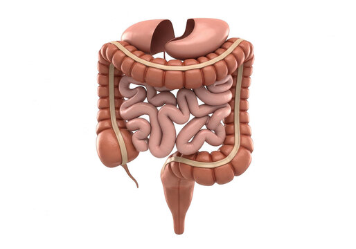 Anatomical illustration of the human digestive system with internal organs highlighted