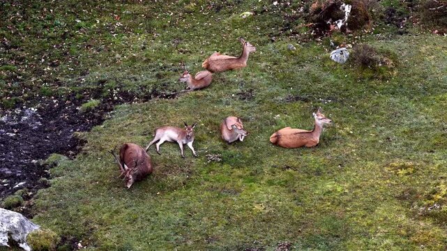 Red deer stag and his harem sleeping during the day