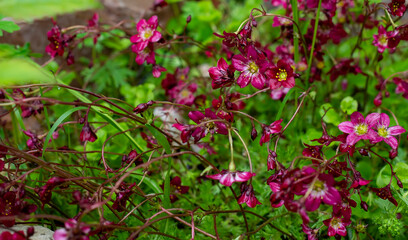 Fototapeta premium Purple Saxifrage Carpet: Wild Nature’s Elegance