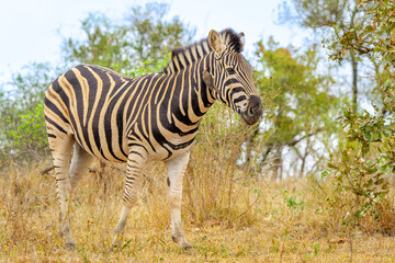 Naklejka premium Plains Zebra (Equus quagga) on savanna with red-billed oxpecker (Buphagus erythrorynchus), Kruger National Park, Mpumalanga, South Africa.