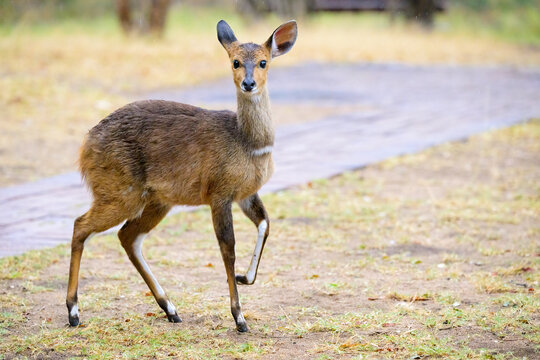 Young Bushbuck (Tragelaphus scriptus) looking at camera, Kruger national park, South Africa.