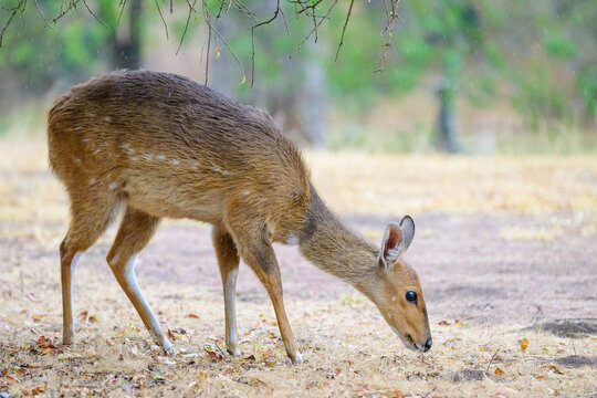 Bushbuck (Tragelaphus scriptus) foraging, Kruger national park, South Africa.