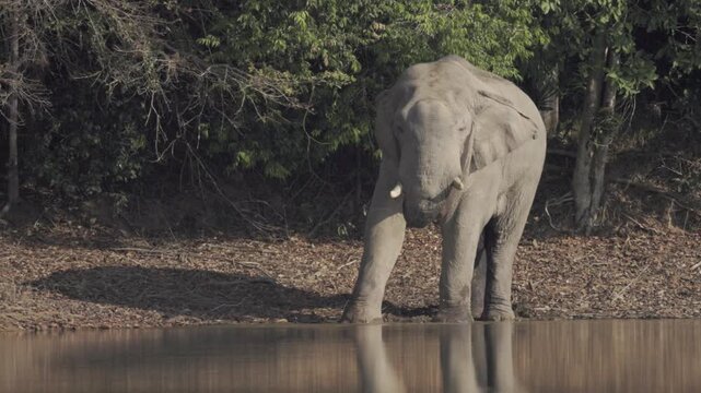 A rare and powerful sighting of a mature wild Asian bull elephant (Tusker) in the state of Musth. Observe the visible secretion from the tempo, a sign of heightened testosterone and dominance. This ma