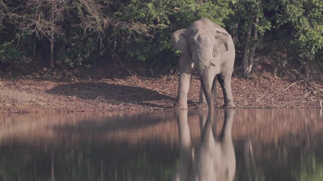A rare and powerful sighting of a mature wild Asian bull elephant (Tusker) in the state of Musth. Observe the visible secretion from the tempo, a sign of heightened testosterone and dominance. This ma