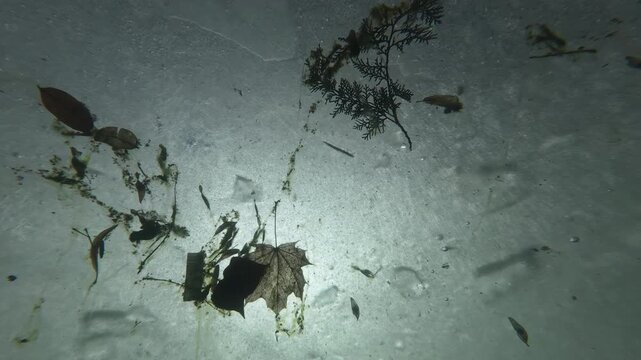 Bottom view of ice drifts downstream, dragging weathered leaves and tangled weeds with it on sunlight. Spring thaw and ice run concept. Rhythmic migration of ice marks river's rebirth, closeup