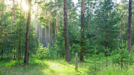Obraz premium Sunlight filters through tall pine trees