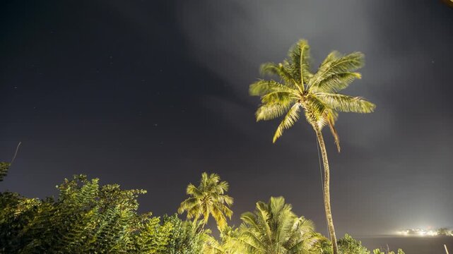 Night Sky Stars. Coconut Tree Palm On Background Of Natural Starry Sky Time Lapse. Sri Lanka night jungle vibes