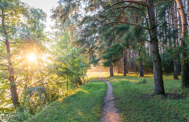 Fototapeta premium Golden light filters through tall pine trees