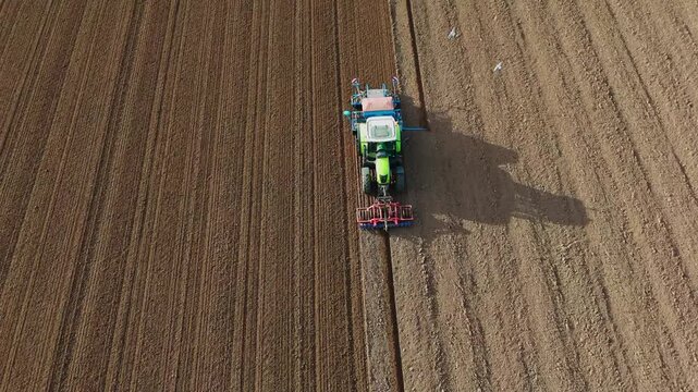 Aerial view of a green tractor plowing a field, cultivating land with a spike tooth harrow cutting, birds in the field looking for food. Summer sunset rural farmland, food production and crop harvest