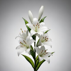 Obraz premium Elegant white lily bouquet with developing buds, showcasing pure beauty and botanical detail in a