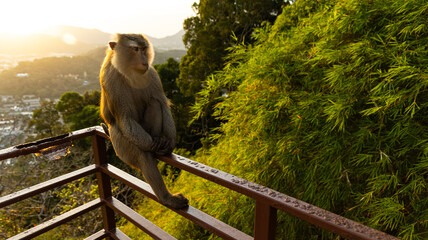 Monkeys in the city park © Victor Kaprov