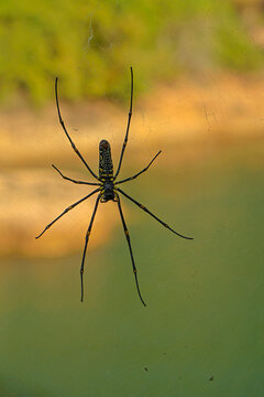A spider on a web against the backdrop of the seashore