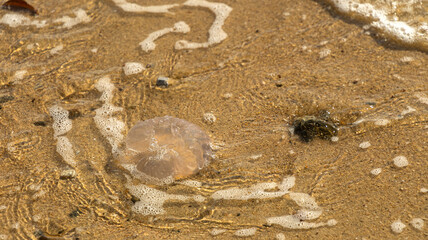A jellyfish washed up on a sandy shore © Victor Kaprov