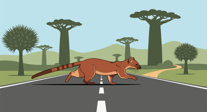 Brown fosa walks across a road with baobab trees in the background
