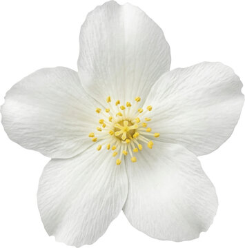 Single white jasmine flower blossom isolated on transparent background
