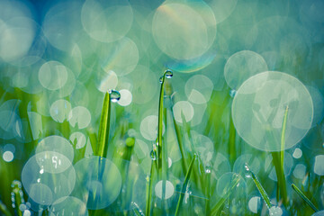Obraz premium Luminous macro grass with sparkling dew and rain drops, radiant sunlight, fresh lush spring summer meadow, serene breathtaking nature background