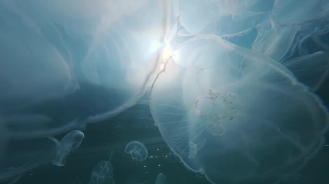 Dense bloom of Moon jellyfish floats underwater in sunbeams, POV view. Close-up of multitude of Aurelia jellies drifting beneath surface against blue sky and bright sun, backlit by sunshine. 