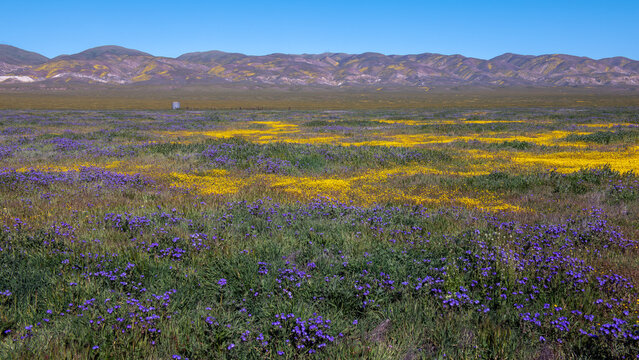 Carpet of yellow wildflowers covering the valley floor at Carrizo Plain National Monument