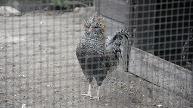 Piejący kogut o poranku