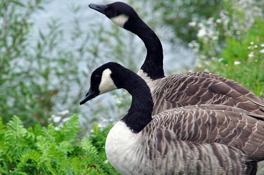 Kanada-Gans