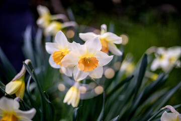 Fototapeta premium fiori primaverili, gelsomino