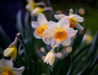 Fototapeta premium fiori primaverili, gelsomino