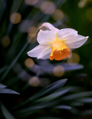 Fototapeta premium fiori primaverili, gelsomino