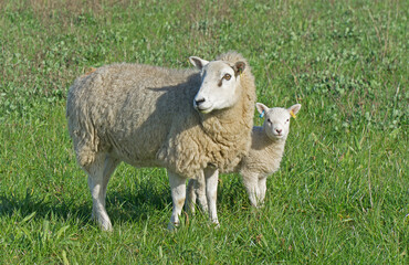 Fototapeta premium Sheep in field Ewe and Lamb