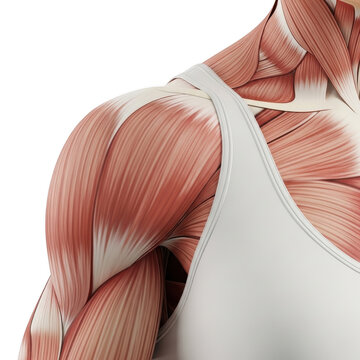 Anatomical illustration of the human posterior shoulder and upper arm muscles isolated on transparent background
