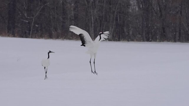 Endangered red crowned crane mating ritual dancing in slow motion in snowing field