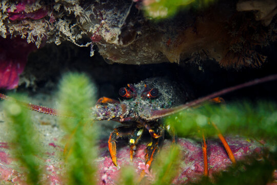 Newly Settled Red rock lobster (Jasus edwardsii) hiding in reef crevice, Wellington New Zealand