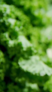 Camera pulling focus showing curly kale head, digits shifting, showing texture for food ads