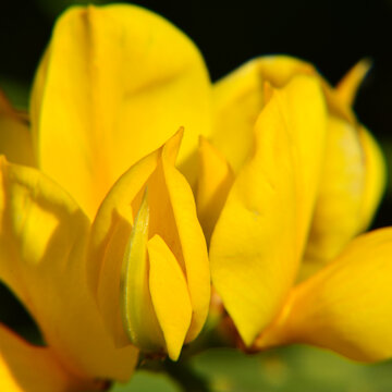 A close-up of the natural beauty of the flowers of Spartium junceum, which brighten up spring days.