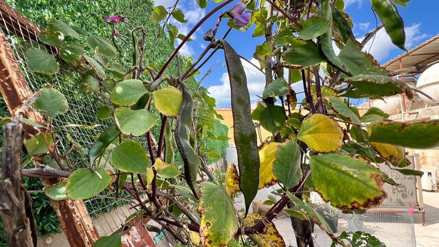 Fresh Hyacinth Bean pods and purple flowers growing on a vine in an outdoor garden