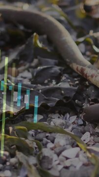 Vertical video: Frames initiating bars and waveforms overlaying kelp and pebbles for marine science