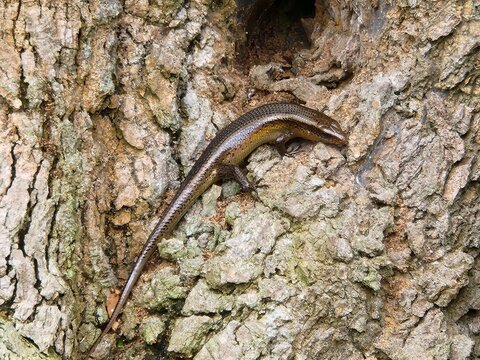 Sun skink (Eutropis multifasciata) lizard on tree bark. Small reptile with brown scales and long tail in natural tropical environment, wildlife closeup.