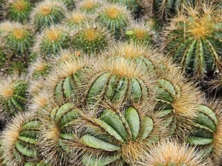 Obraz premium Top view of golden barrel cactus cluster (Echinocactus grusonii) with sharp spines growing in a garden. Beautiful desert plant texture background, exotic succulent pattern, natural green cactus in out