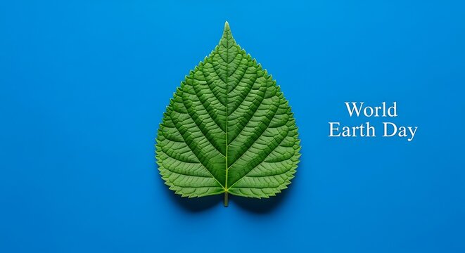 Bright organic green leaves with a fresh vein texture are isolated on a solid blue background in this macro nature closeup of spring foliage