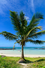 Fototapeta premium モーリシャスのとても美しいビーチ風景A view of a very beautiful white sand beach in Mauritia