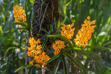 Closeup view of ascocentrum miniatum tropical epiphytic orchid species with bright orange clusters of flowers blooming outdoors in garden © Cyril Redor