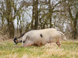 Pygmy Goat and Pet Pig Grazing Together in Natural Setting © Katja