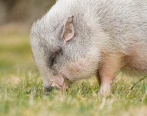 Cute Pet Pig Eating Fresh Green Grass Close Up © Katja