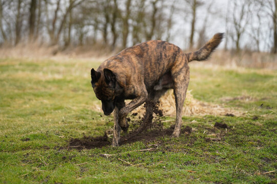 Dutch Shepherd Digging in Soil in Natural Setting