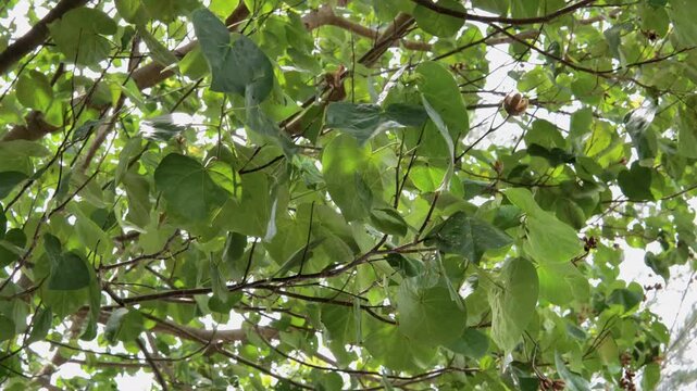 Portia Tree Branches with Dry Seeds and Green Foliage