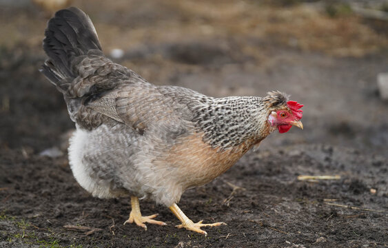 Cream Legbar Hen Looking Down in Grass