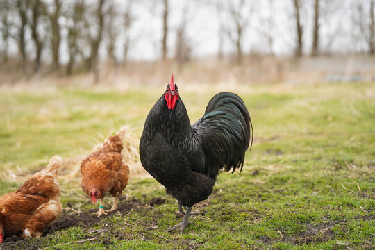 Black Orpington Rooster Standing on Grass in Natural Outdoor Setting