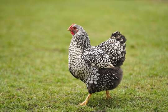 Wyandotte Hen Standing on Grass in Natural Outdoor Setting