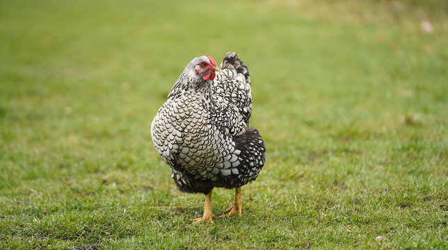 Free Range Wyandotte Chicken in Green Grass